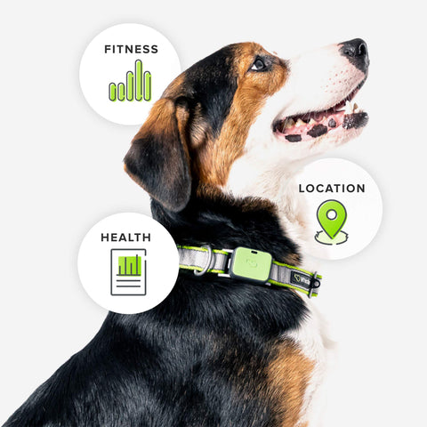 Ultimate Health Location Tracker for Pets Green Toby Max